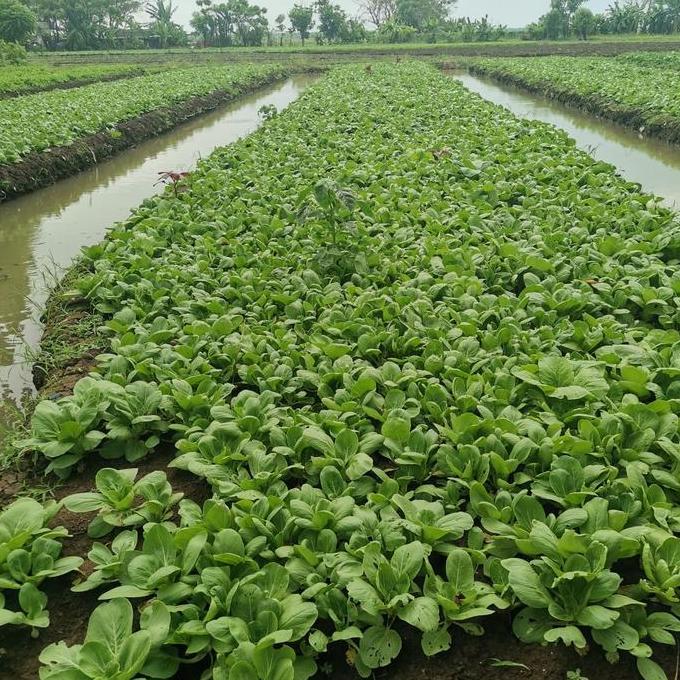 Gardenfil Super Humate / Humic Acid / Asam Humate Pupuk