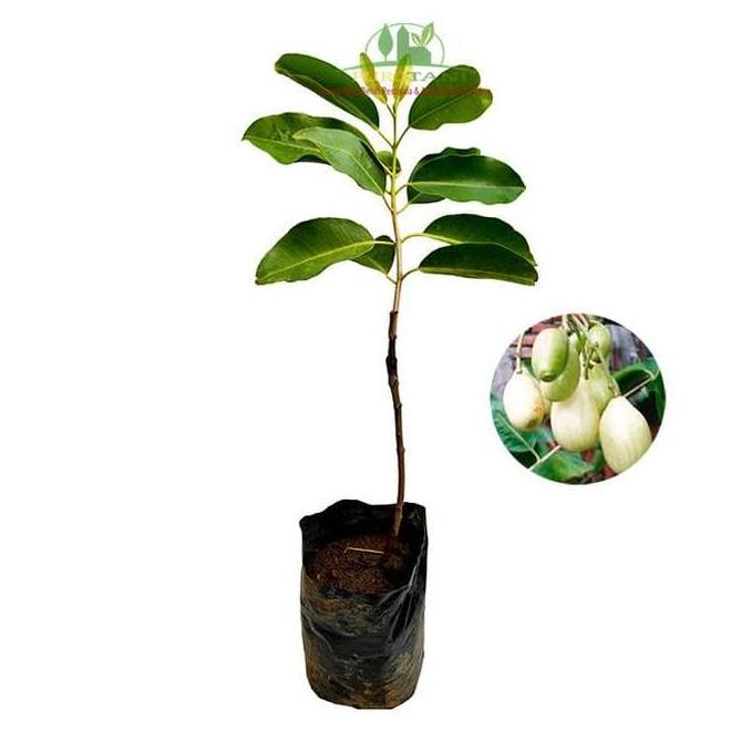 Tanaman Juwet Putih Pohon Jamblang Bibit Duwet