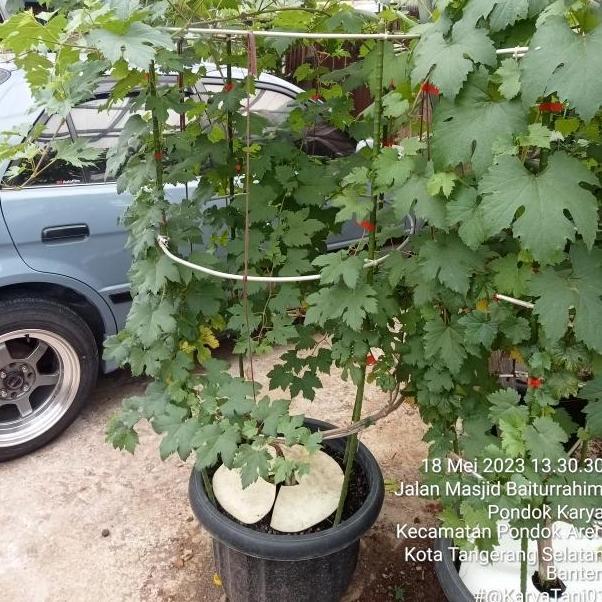 Pohon Anggur Berbuah import/Bibit Pohon Anggur Sudah Siap Buah