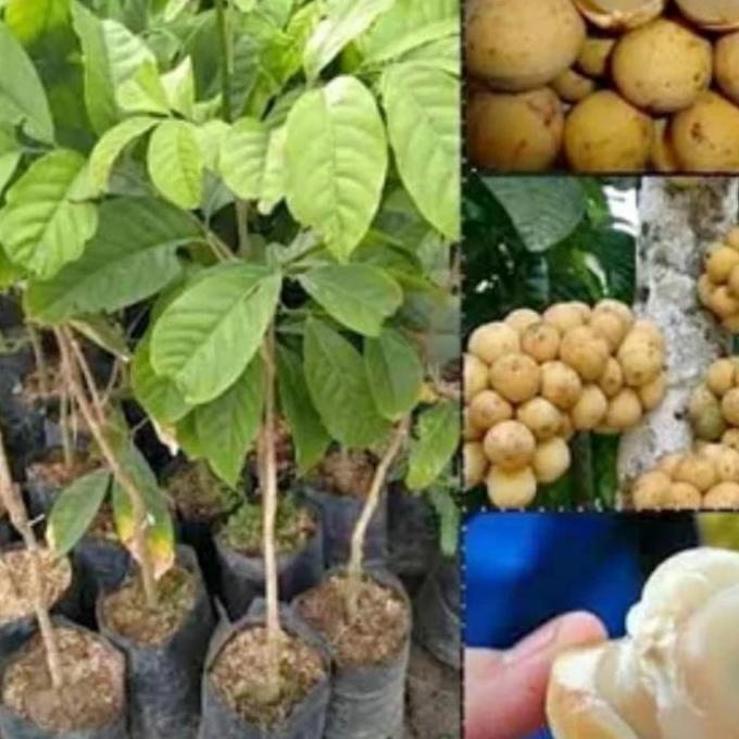 Bibit Tanaman Buah Duku Tanpa Biji Super Cangkok/Okulasi