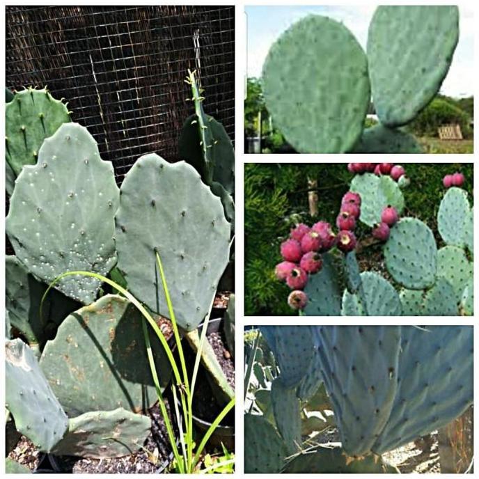 Bibit 1 buah stek kaktus opuntia robusta silver dolar besar