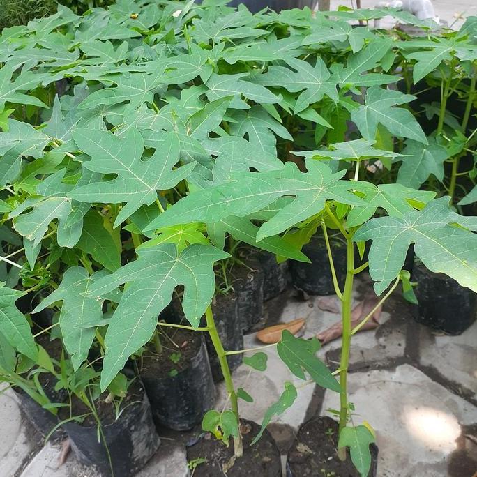Bibit Pepaya Bangkok Super | Bibit Pepaya Bangkok Genjah Buah Besar