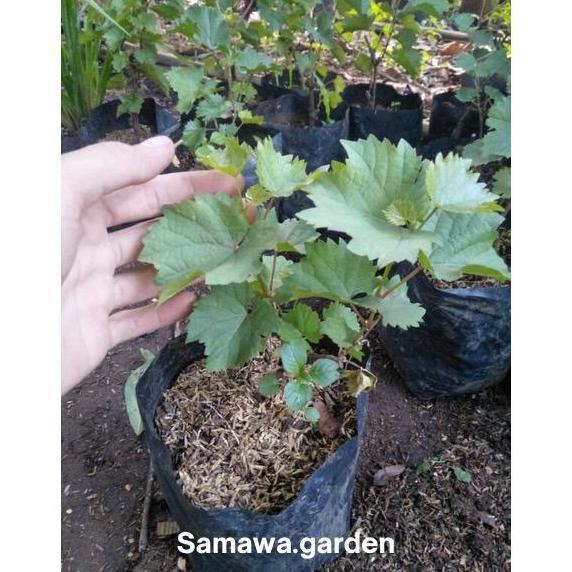 Bibit buah anggur moondrop