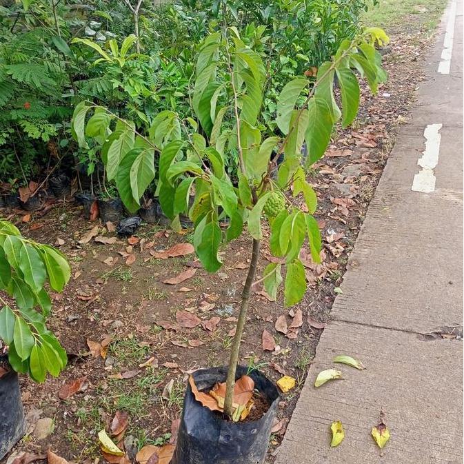 Bibit Pohon Buah Srikaya Besar - Pohon Buah Srikaya Besar Jumbo