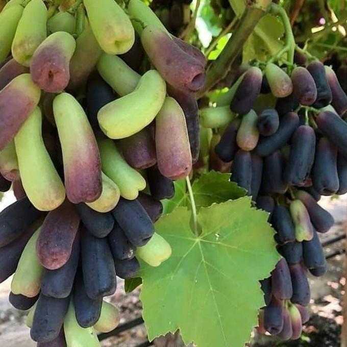 Thebest- bibit anggur import moondrop original