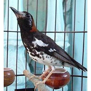 Vit Joss Vitamin Breeding/Ternak Murai Harmoni Alam 30 Ml