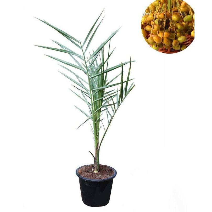 BIBIT BUAH KURMA TROPIS