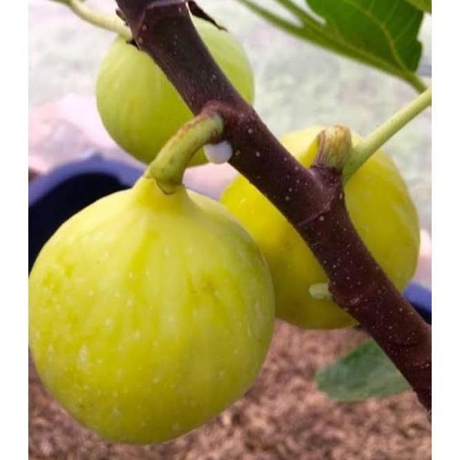 bibit buah tin cangkok kuning jumbo jenis langka YELLOW GIANT KHASI