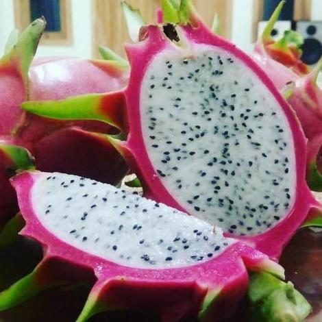 BIBIT TANAMAN BUAH NAGA PUTIH, POHON NAGA PUTIH
