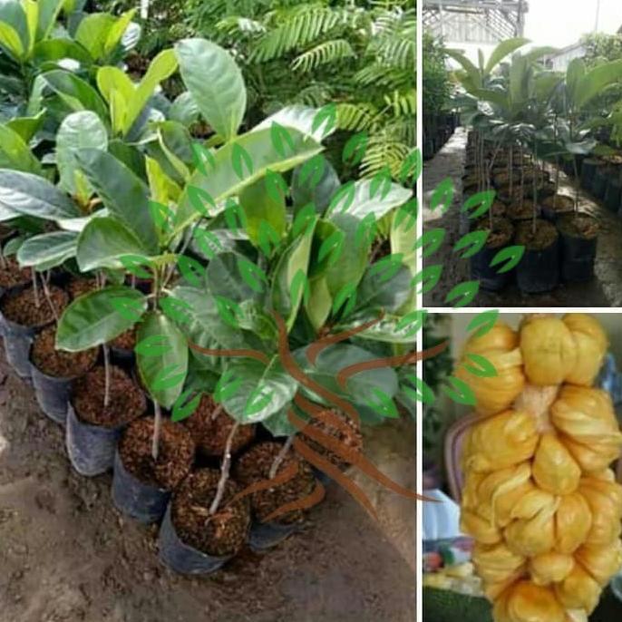 Bibit Tanaman Buah Cempedak-Bibit Pohon Cempedak Premium