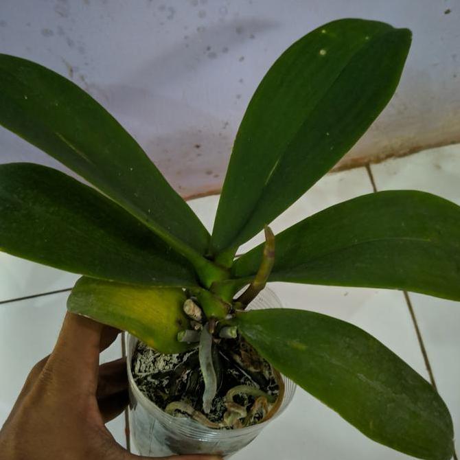 Tanaman hias anggrek bulan spike jumbo | anggrek bulan spike