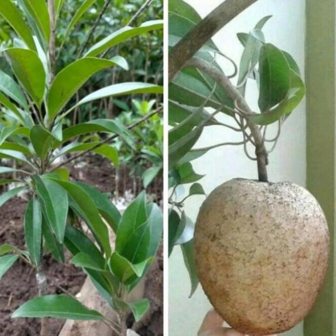 Tanaman Buah Sawo Jumbo Sudah Berbuah