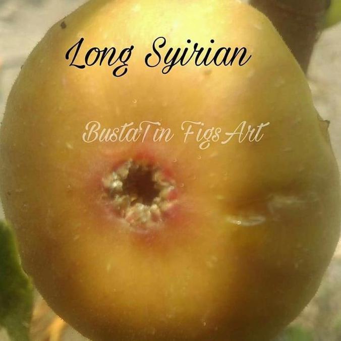 bibit buah tin cangkok jenis langka Long Syirian
