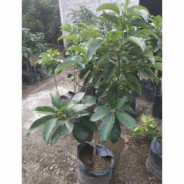 Bibit Buah Alpulat Kelut Tinggi 1 Meter - Alpukat Lokal Super Unggulan