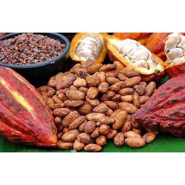 Biji Bibit Tanaman Buah Kakao Coklat Hibrida Super /10