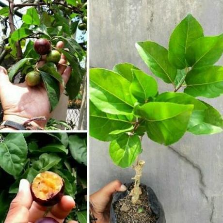 Bibit Tanaman Buah Plum Manila / Bibit Plum Manila
