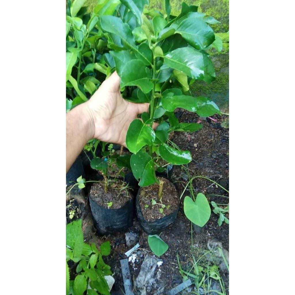 Bibit Buah jeruk pamelo merah super