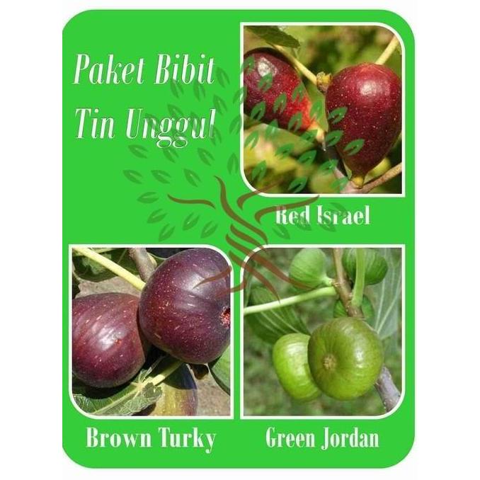 Paket 3 Bibit Buah Tin Merah Hij Ungu-Paket Ta Pohon Tin