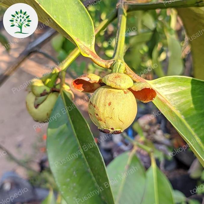 bibit tanaman manggis berbuah , pohon buah manggis sudah berbuah