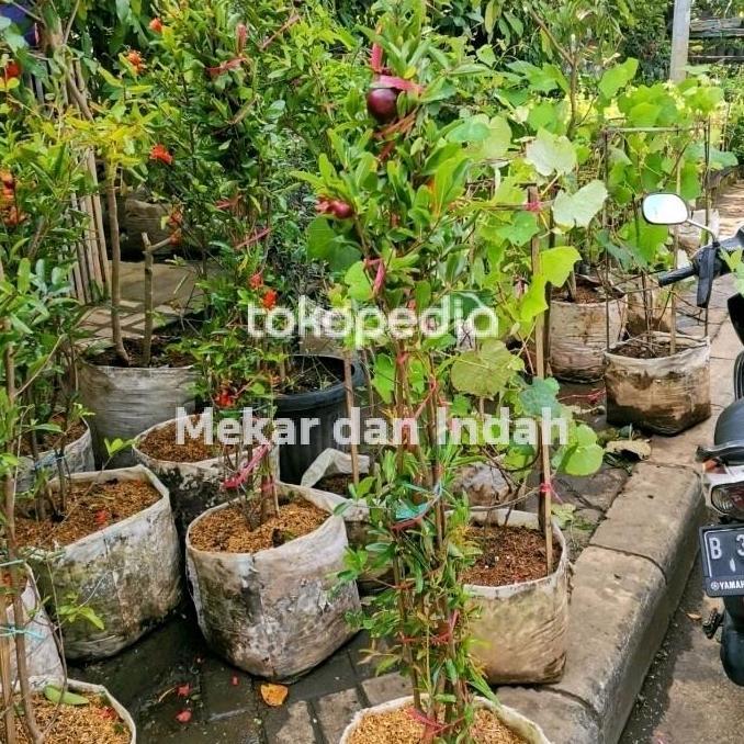 Pohon Buah Delima Hitam, Bibit Tanaman Buah Delima Hitam -Hs