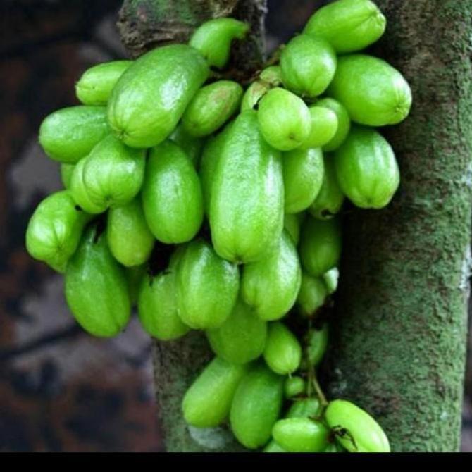 Bibit Tanaman Belimbing Wuluh/ Tanaman Buah Belimbing Wuluh