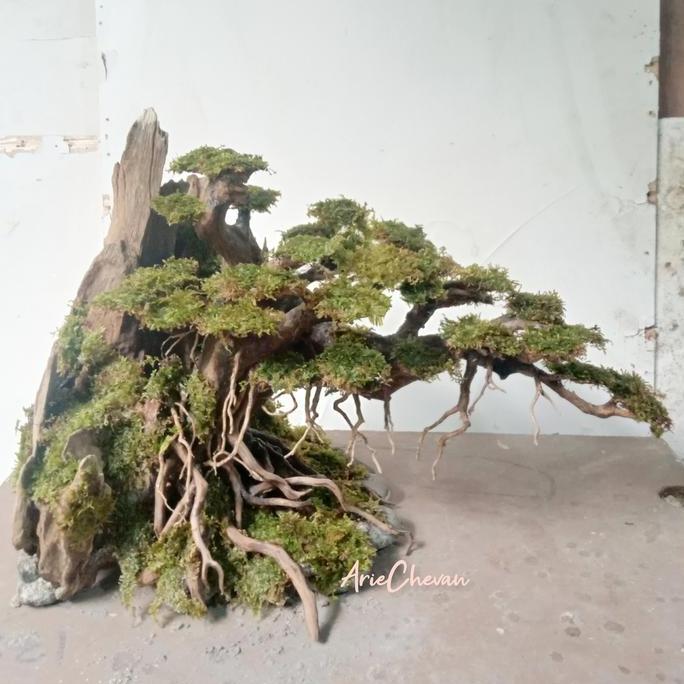 hardscape doyong jumbo include moss untuk tank aquascape aquarium 60cm