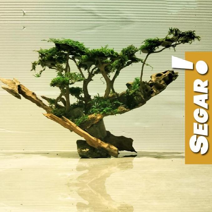 Bonsai Jungle Book (L) Tanaman Air Aquascape Hiasan Aquarium Ikan Hias