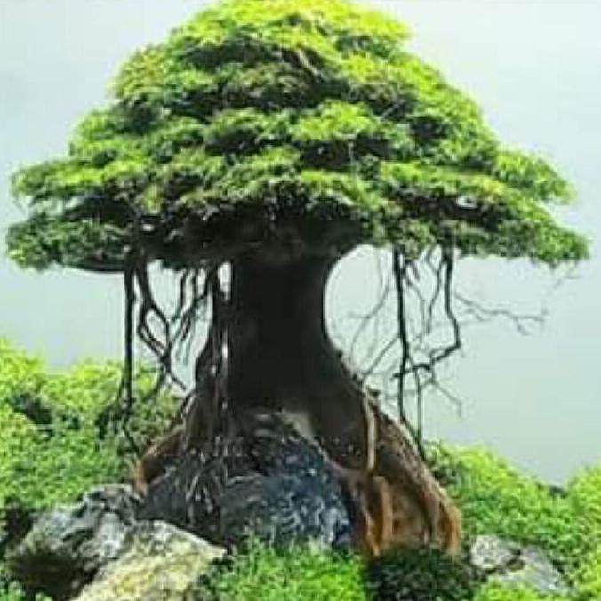 hiasan aquarium aquascape pohon bonsai umbrella include moss