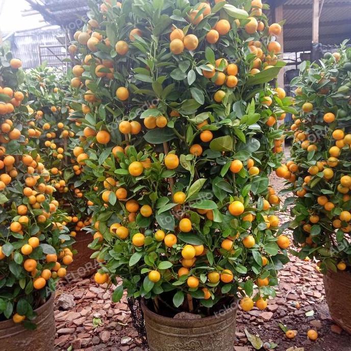 Tanaman jeruk imlek kimkit/ jeruk imlek L / pohon jeruk imlek 1-1,2m