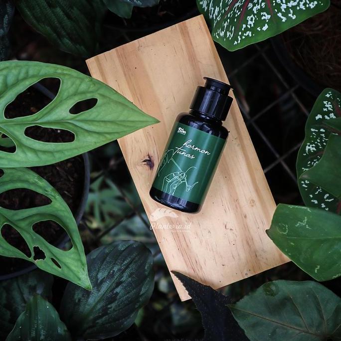 Taman- Hormon Tunas Tanaman Penumbuh Tunas Aglonema