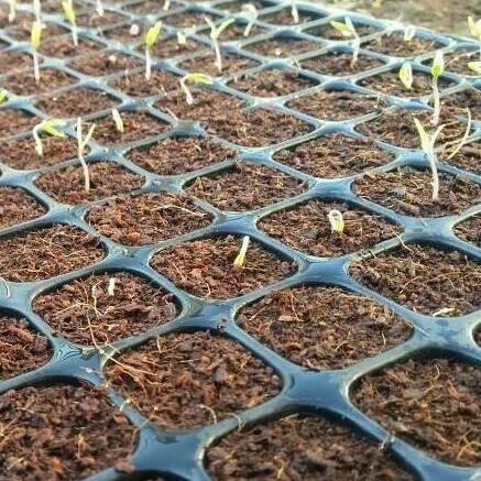 Bisa Cod Tray Semai 200 Lubang Traypot Pot Bibit Biji Tray Nampan Hidroponik Kt007 ...