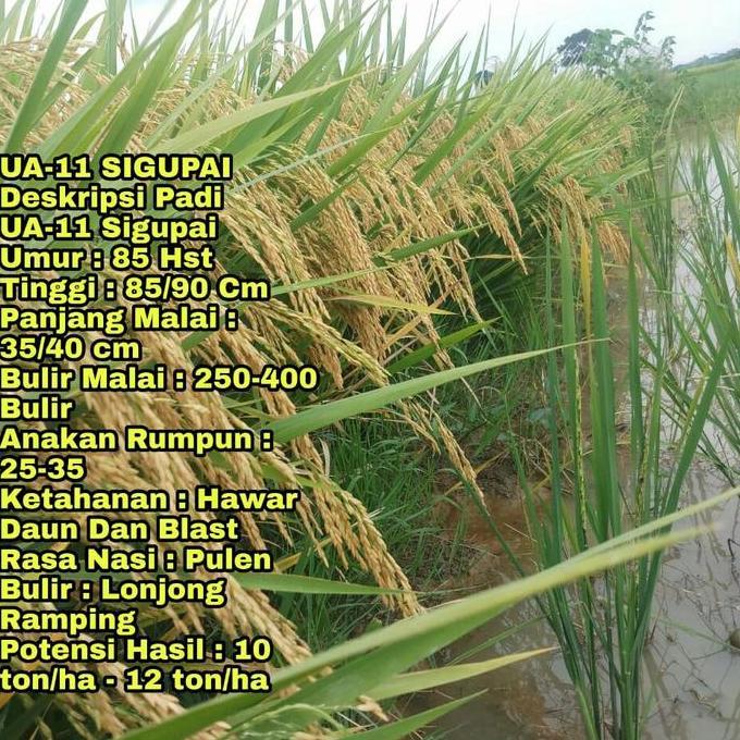 PROMO Benih padi SIGUPAI UA11