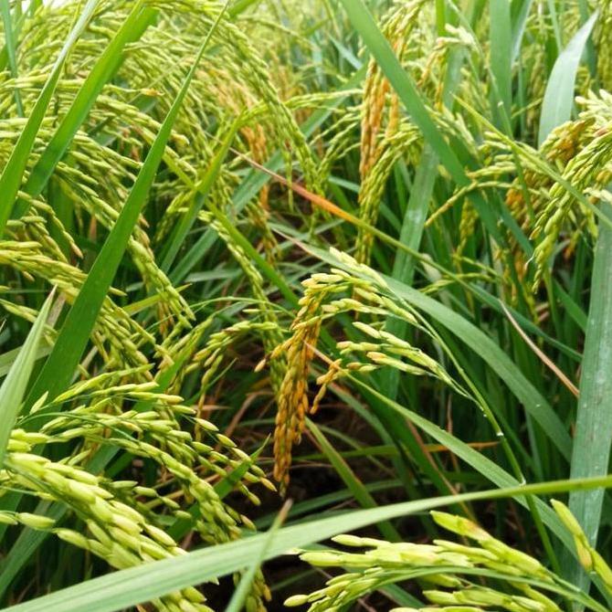 PROMO benih padi SR super genjah