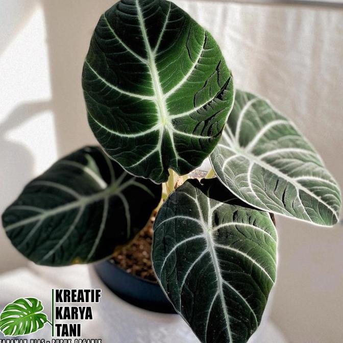PROMO Tanaman hias alocasia black velvet - Alocasia black velvet
