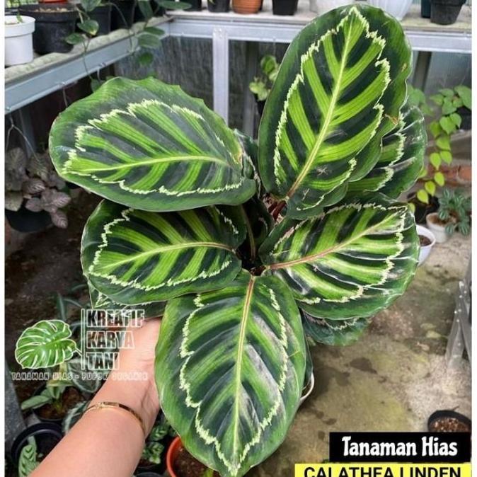 PROMO Tanaman Hias Calathea Linden - Calathea Linden