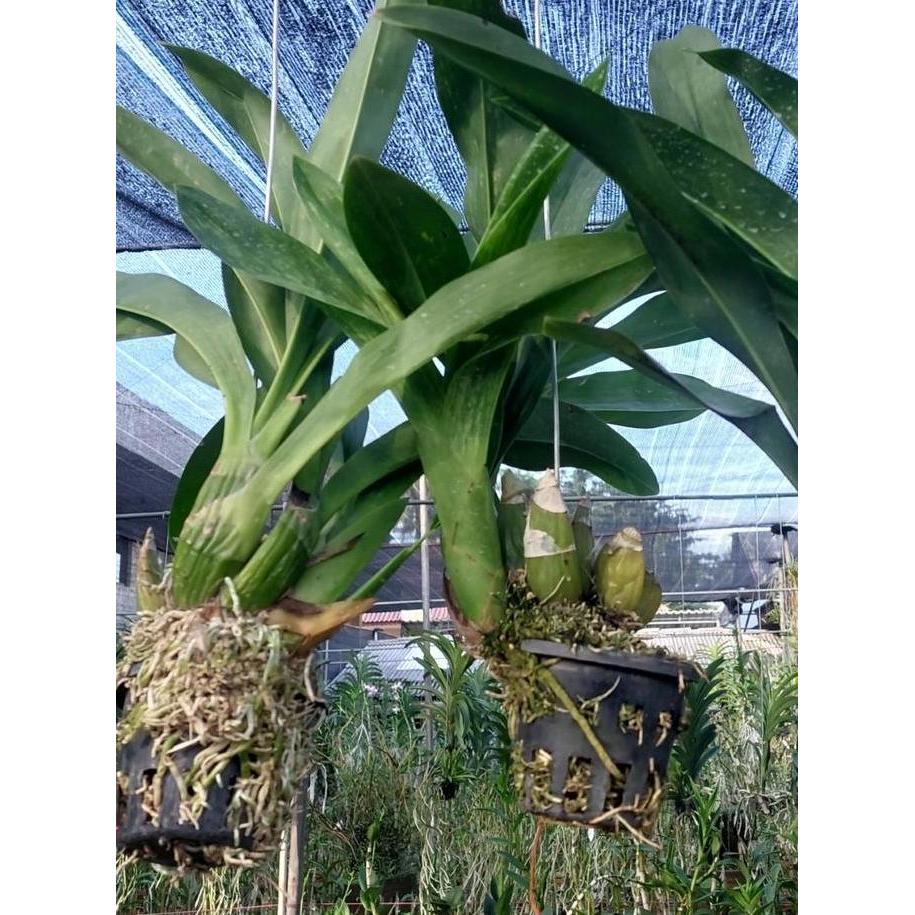 Obelik- [ Dewasa ] Grammatophyllum Scriptum Var Citrinum | Grammatophyllum Green