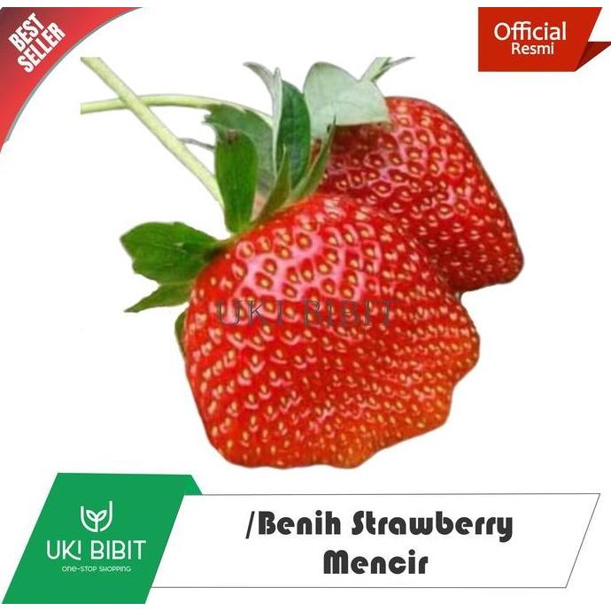Indah- ( 600 Butir ) Benih Strawberry Mencir | Dataran Rendah
