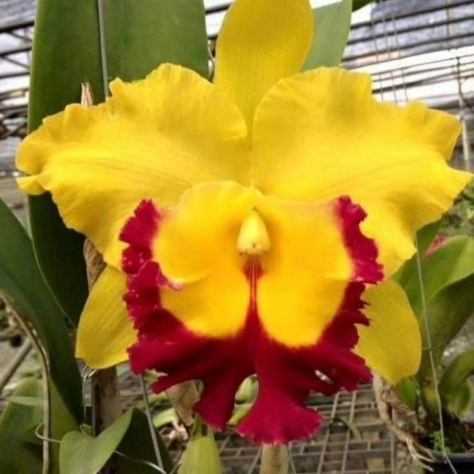 Indah- Anggrek Catleya Remaja Siap Berbunga