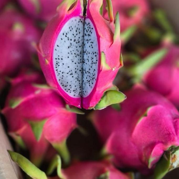 Frutexz- Buah Naga Putih | Naga Putih - 1Kg