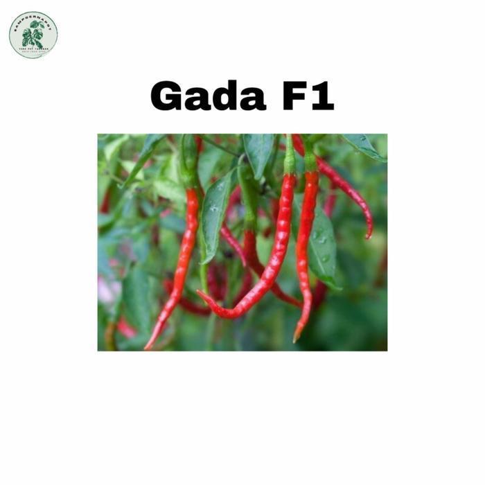(Promo) Benih Bibit Cabai Besar Gada F1 Cap Panah Merah - Cabai Gada F1 Bestseller