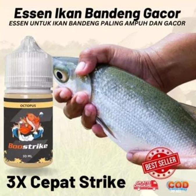Essen Ikan Bandeng Tambak Rame dan Babon Paling Gacor Umpan Pancing (TERBAIK) (TERBARU) (TERMURAH)