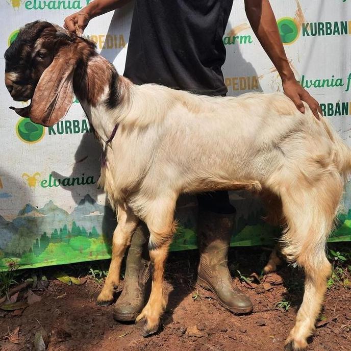 Terlaris Kambing Domba Kurban Qurban Murah Kurbanpedia Tipe Ekslusif