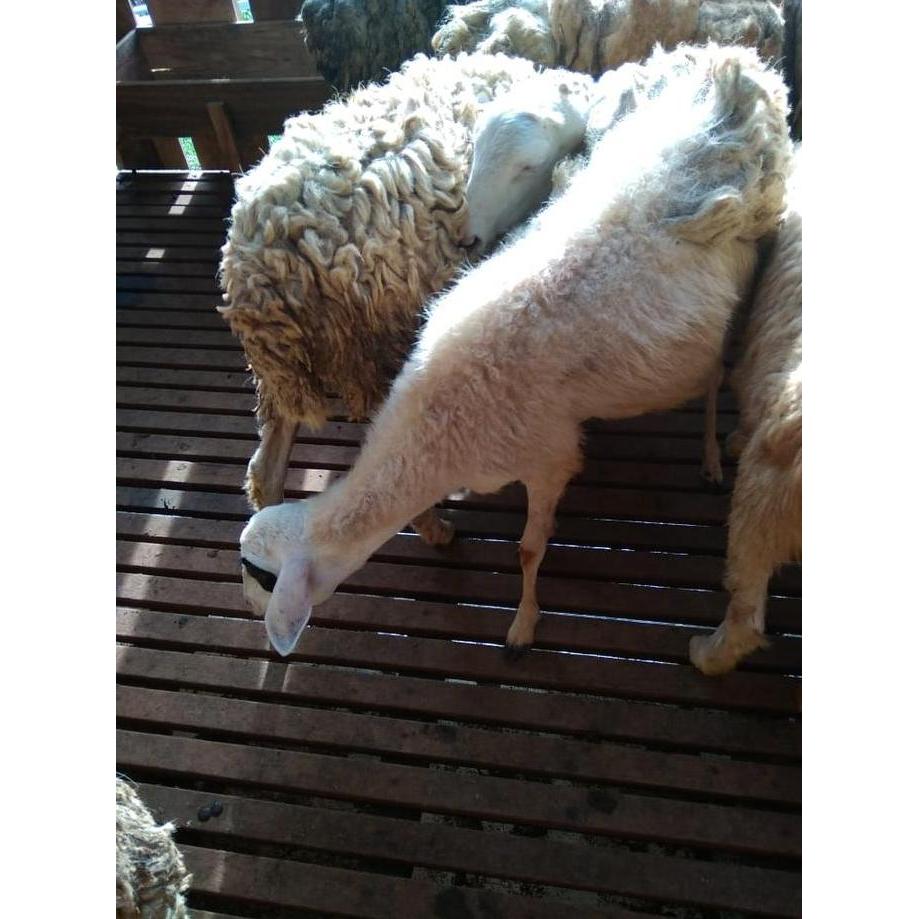 Terlaris Kambing Domba Aqiqah Dan Qurban Jantan