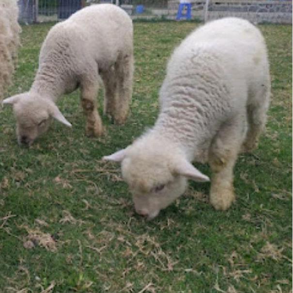 Terlaris Domba Merino Domba Australia Domba Woll