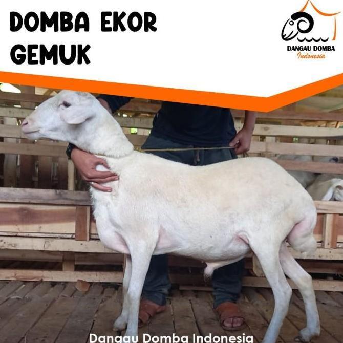 Terlaris Hewan Kurban Jenis Domba Ekor Gemuk By Dangau Domba Indonesia