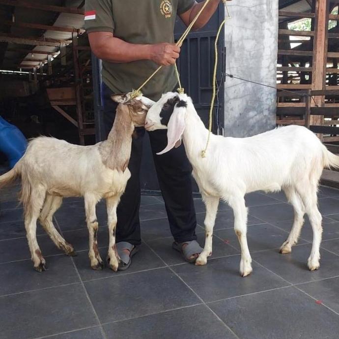 Terlaris Kambing Dan Domba Qurban 2 / Sedia Kambing Dan Domba Aqiqah, Qurban, Dan Pelihara.
