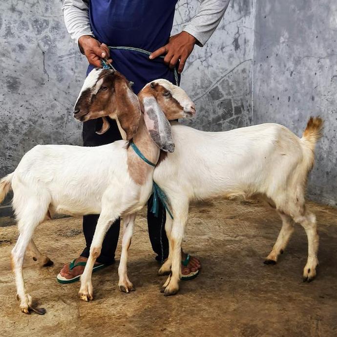 Terlaris Kambing Murah / Kambing Aqiqah / Domba Murah / Domba Aqiqah