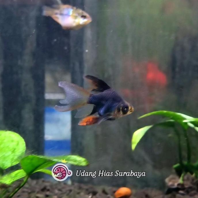 Sumatra Balon Slayer Green / Ikan Hias Aquascape