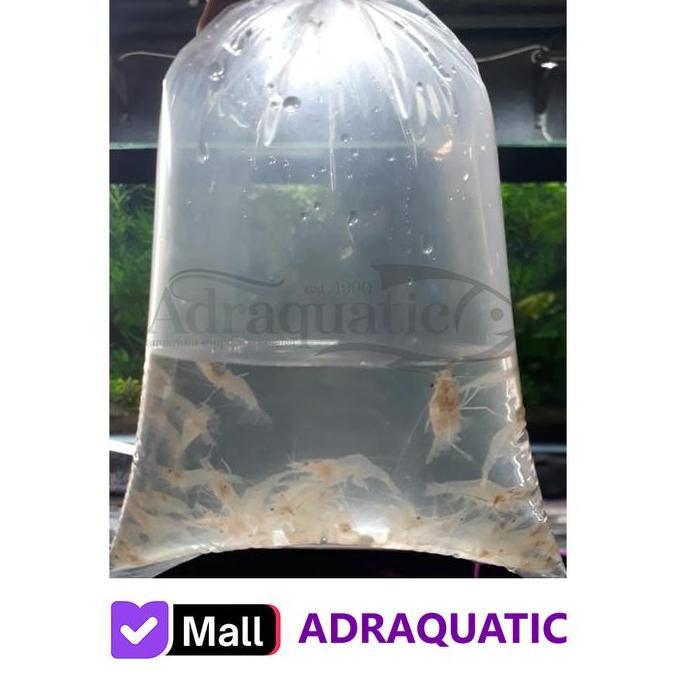 UDANG HIDUP 1 BUNGKUS UNTUK PAKAN IKAN PREDATOR MAKANAN ARWANA LOUHAN