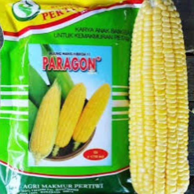 Allthebest- benih / bibit jagung manis PARAGON